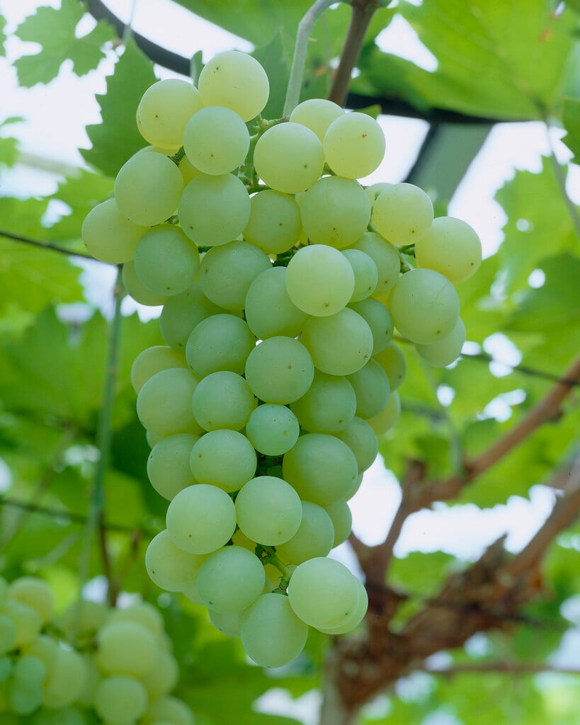 grape 'Baresana'