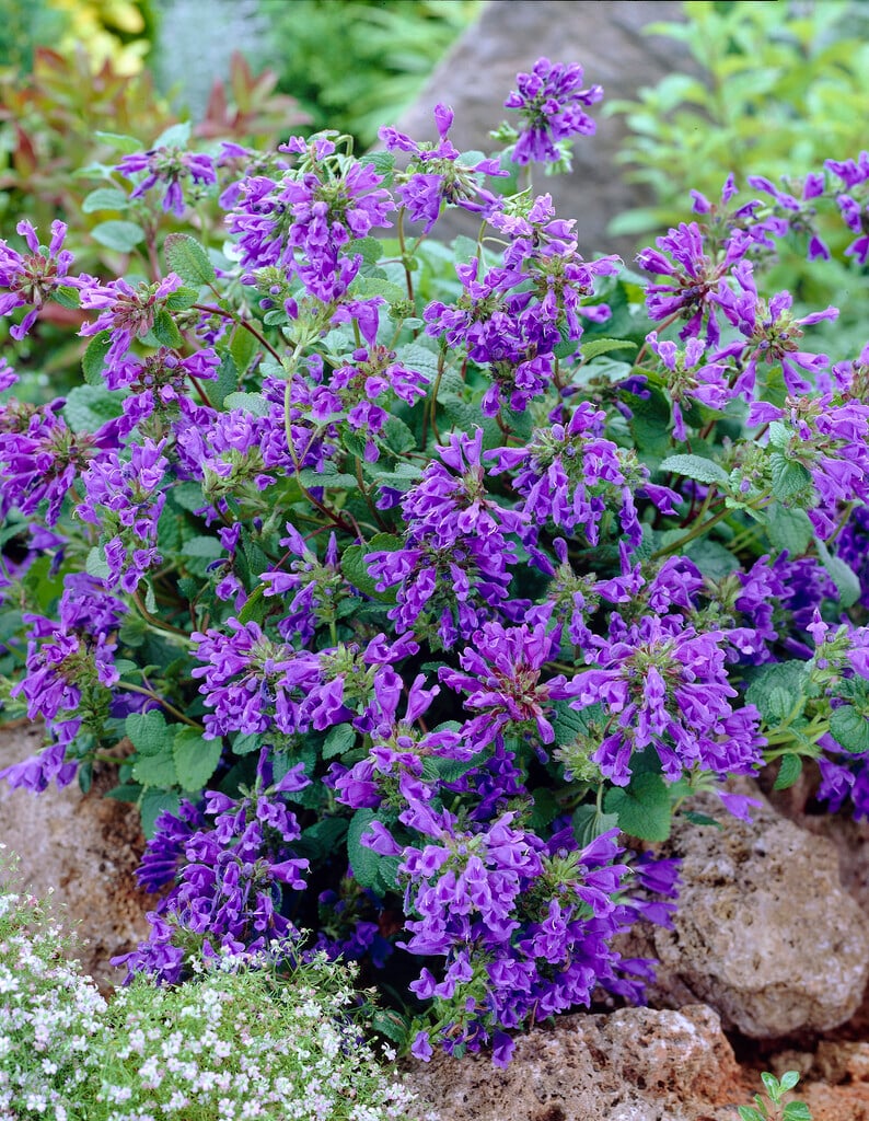 betony-leaved dragonhead