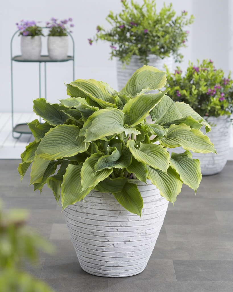 Hosta &Spartacus& (v) | plantain lily &Spartacus& Herbaceous Perennial ...