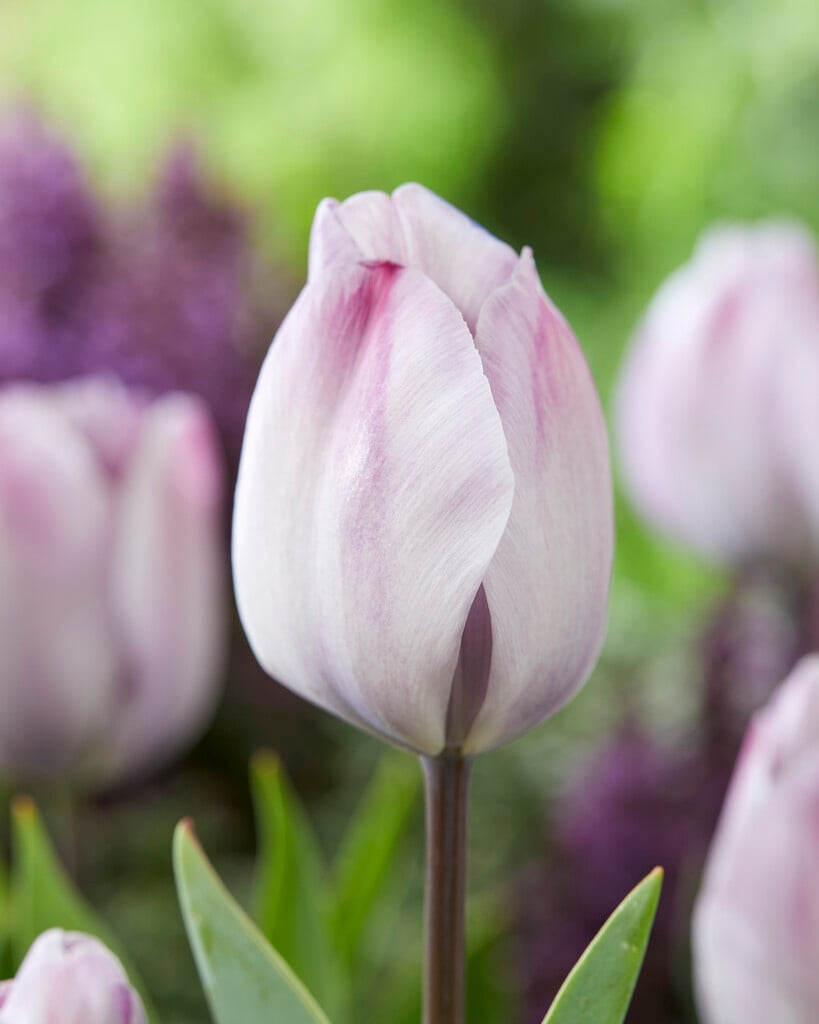 tulip 'Jacuzzi'