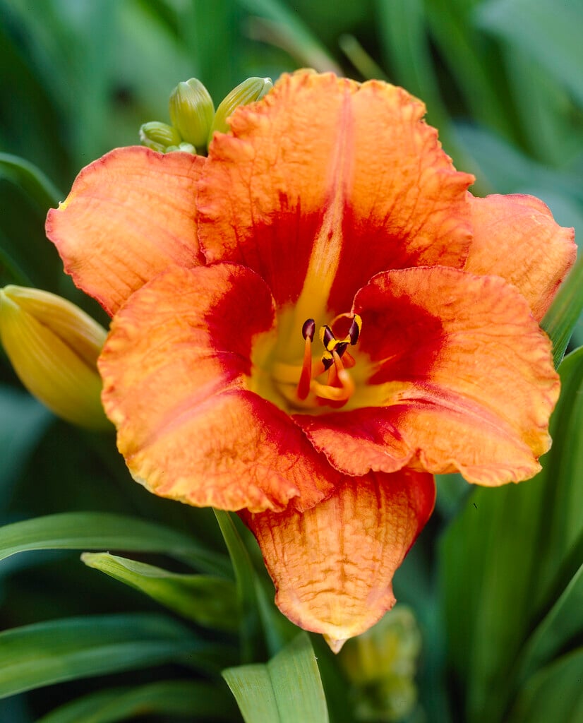 daylily 'Tigger'