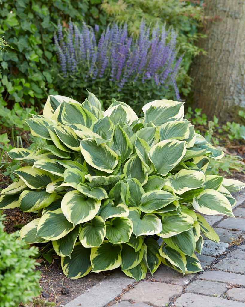 plantain lily 'Anne'