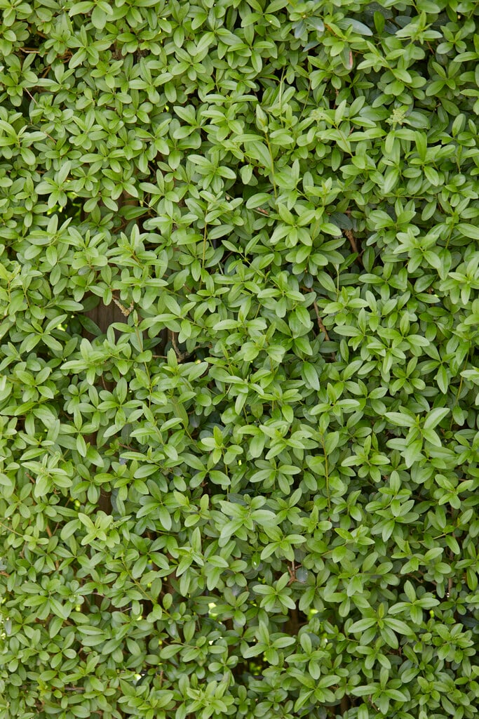 garden privet