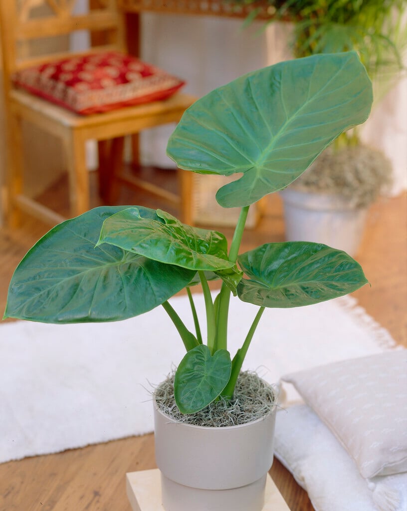 <i>Alocasia</i> 'Calidora'