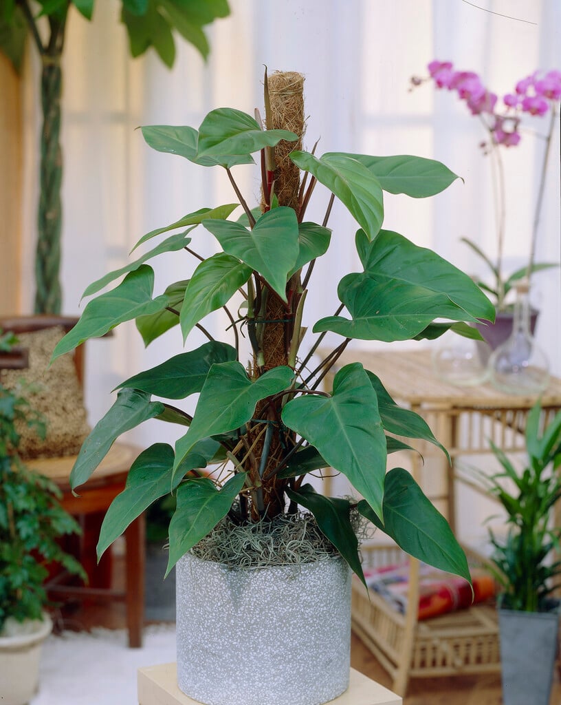 <i>Philodendron</i> <i>erubescens</i> 'Red Emerald'