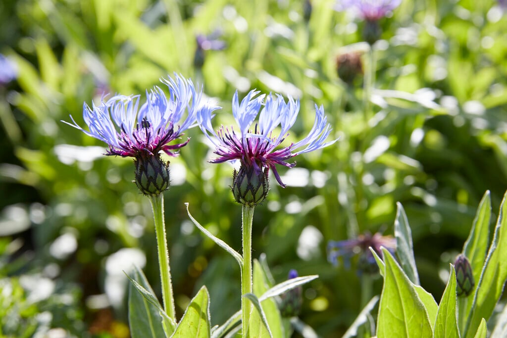 perennial cornflower 'Grandiflora'