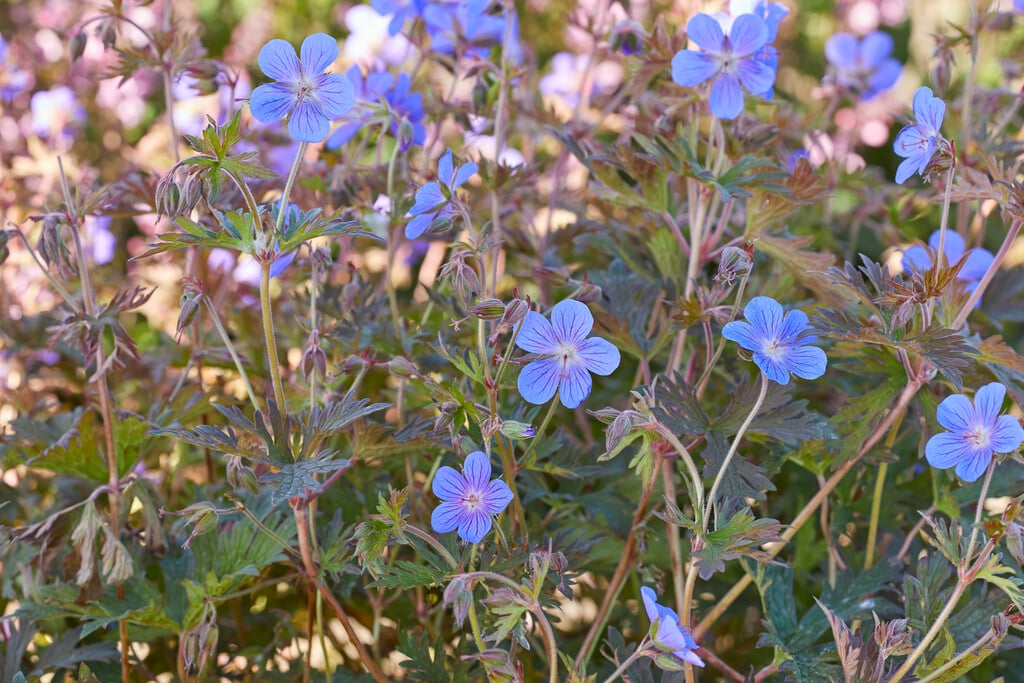 meadow cranesbill 'Kaya'