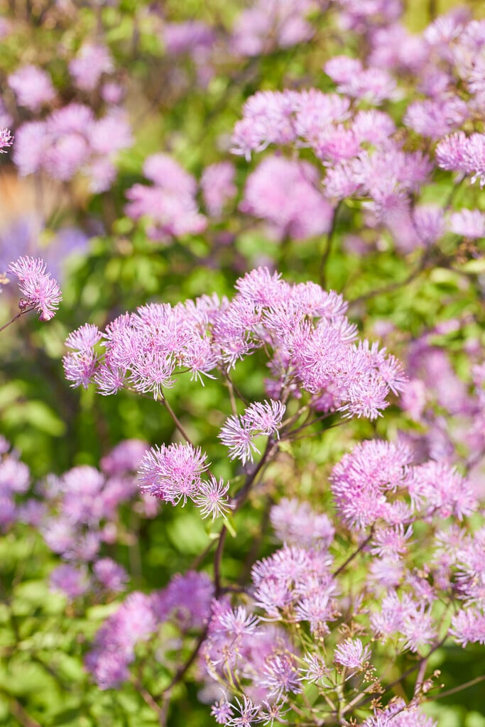 meadow rue 'Black Stockings'