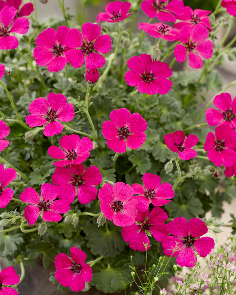 cranesbill [Jolly Jewel Red]