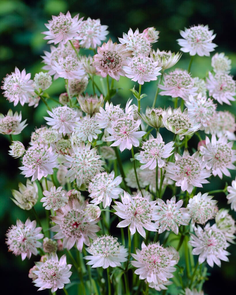 <i>Astrantia</i> <i>major</i> 'Silver Glow'