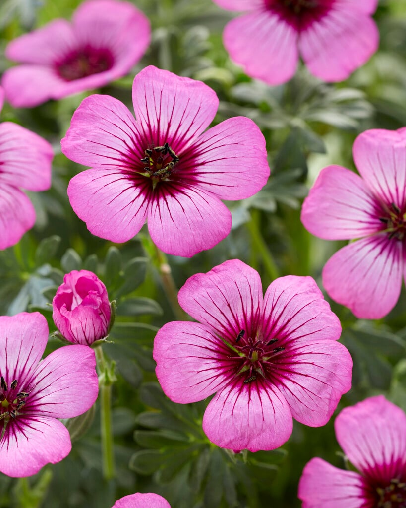 cranesbill [Jolly Jewel Silver]