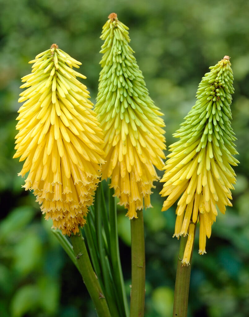 <em>Kniphofia</em> 'Yellow Hammer' Slieve Donard
