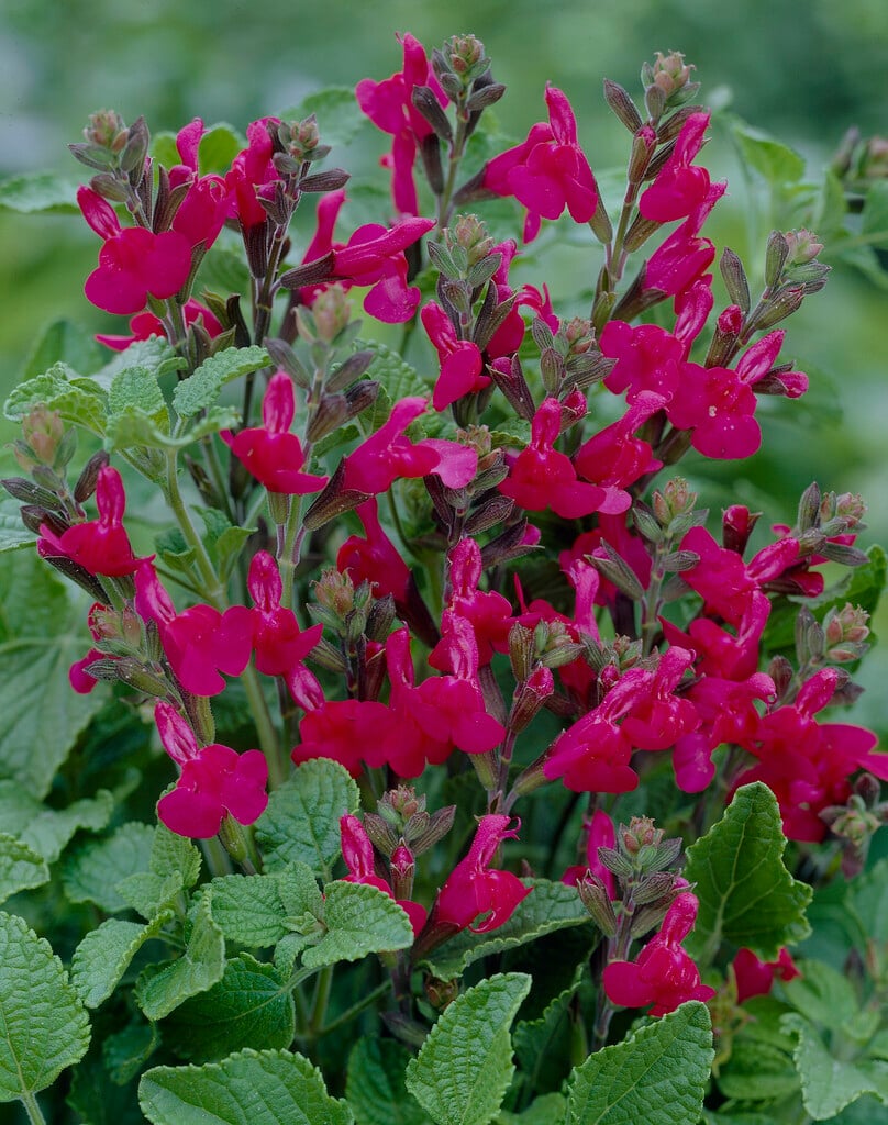 <i>Salvia</i> <i>microphylla</i> 'San Carlos Festival'