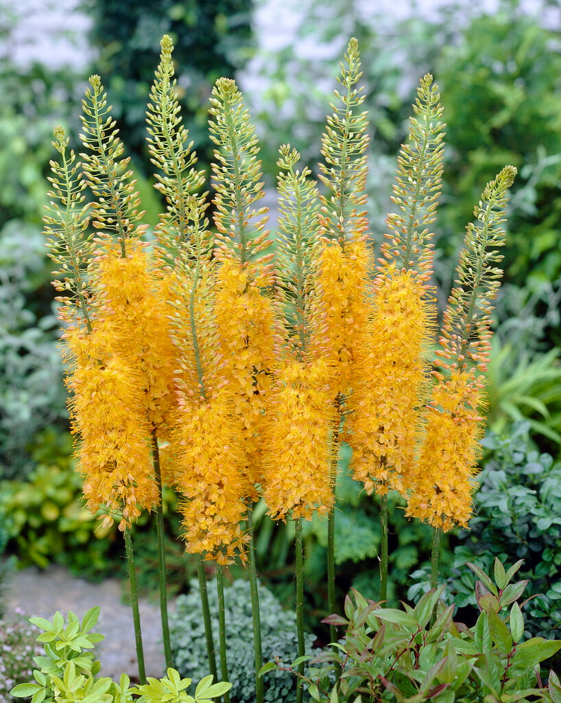 foxtail lily Shelford hybrids
