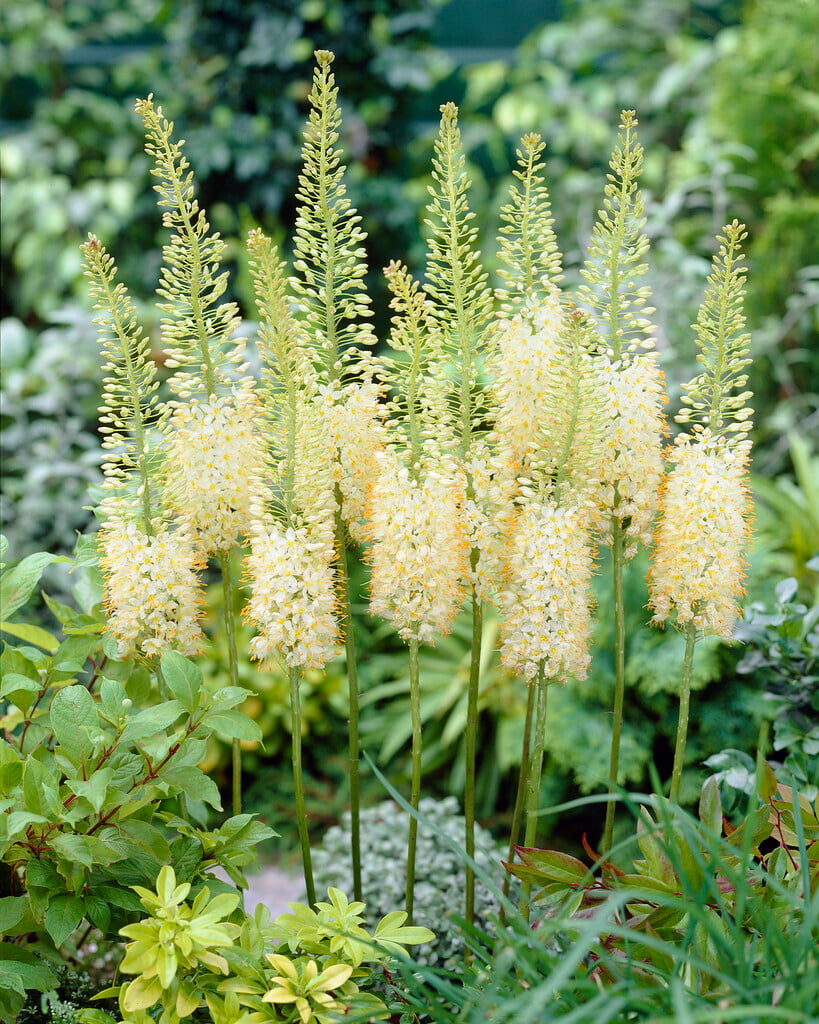 foxtail lily 'Tropical Dream'