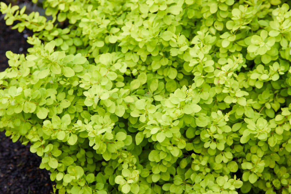 Japanese barberry [Golden Horizon]