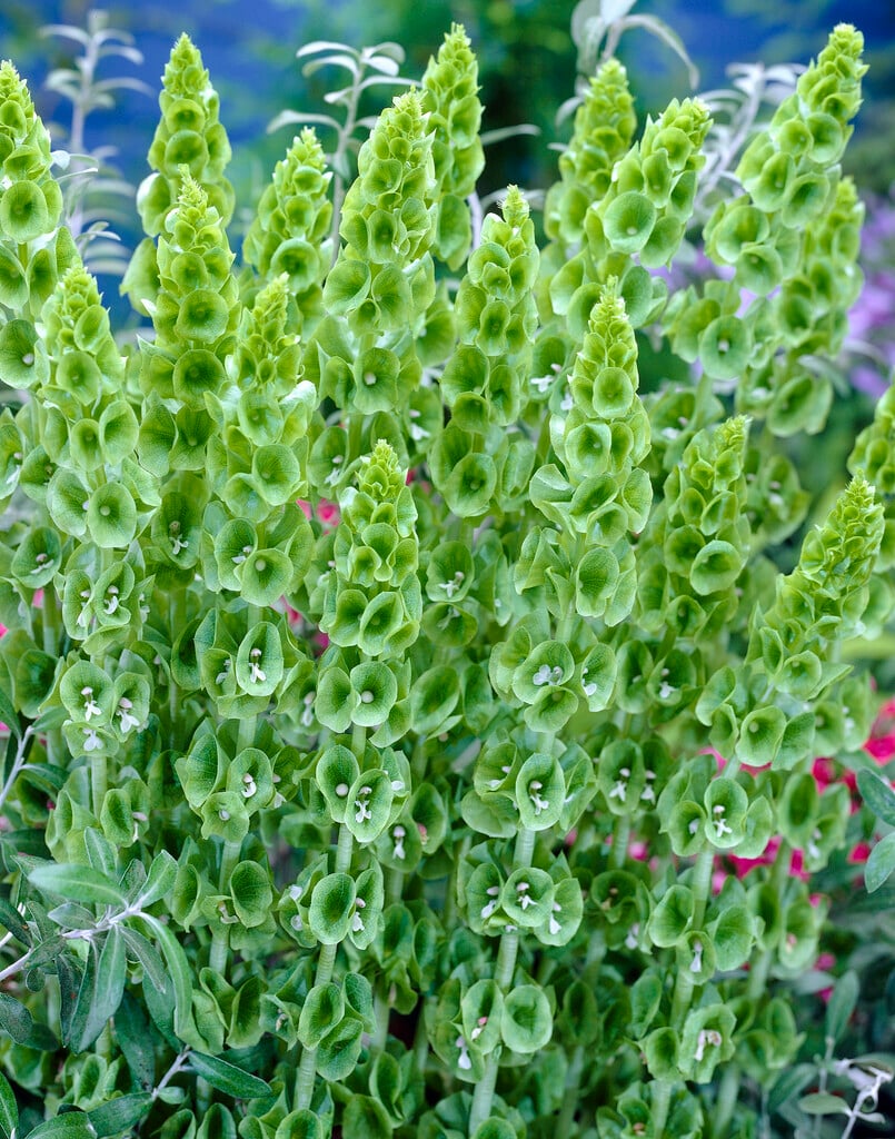 bells of Ireland