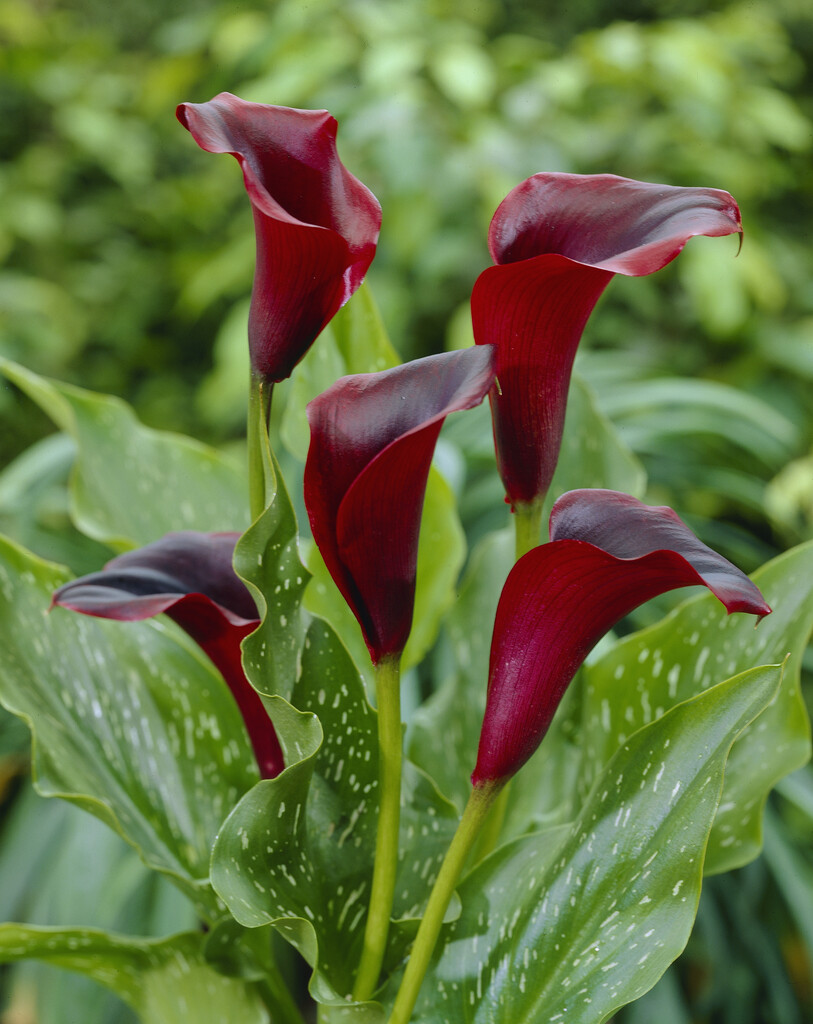 arum lily 'Schwarzwalder'