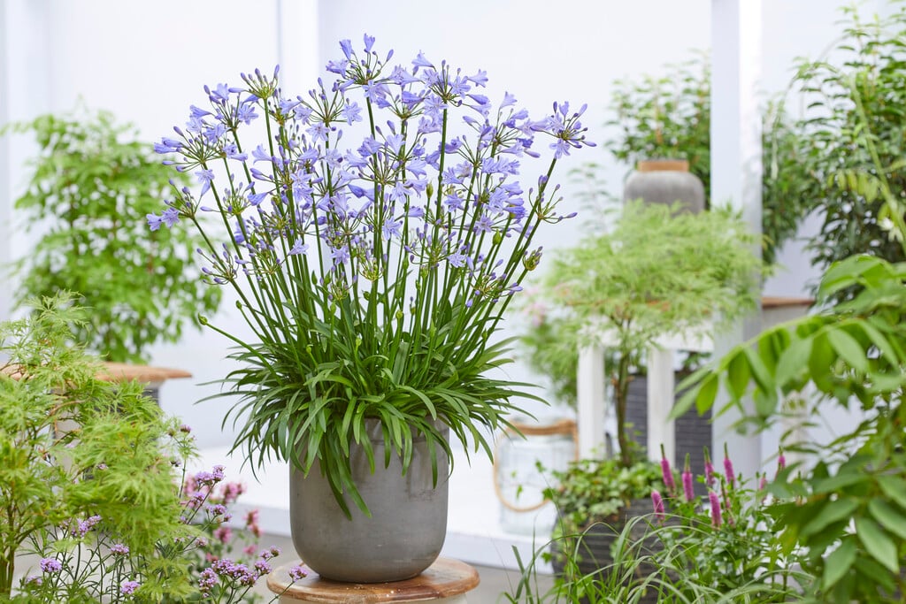 <i>Agapanthus</i> 'Blue Baby' Rom. [1]