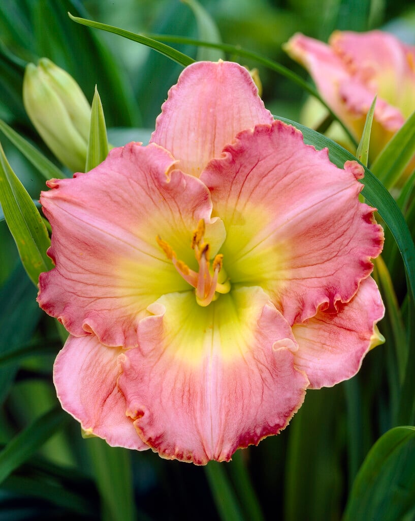 daylily 'Chance Encounter'