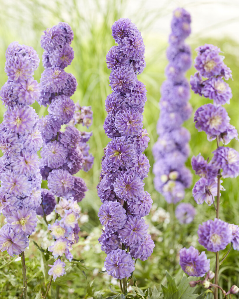 <i>Delphinium</i> [<span style="font-variant: small-caps;">Purple Surprise</span>] ('Coadelpsur') (Highlander Series) (d)