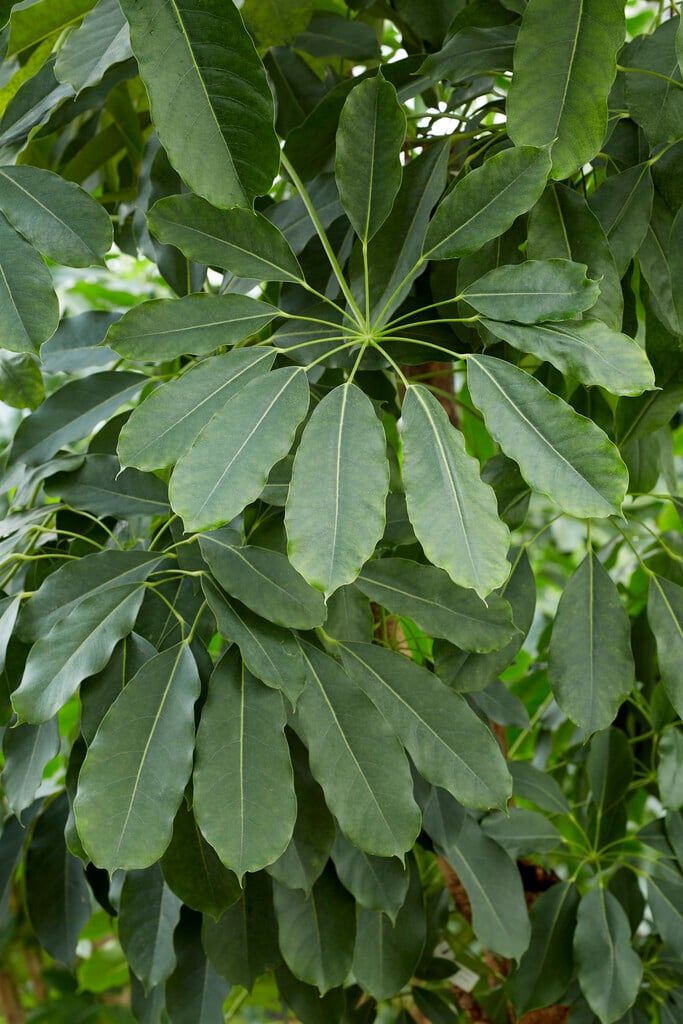 <em>Heptapleurum</em> <em>actinophyllum</em> 'Amate'