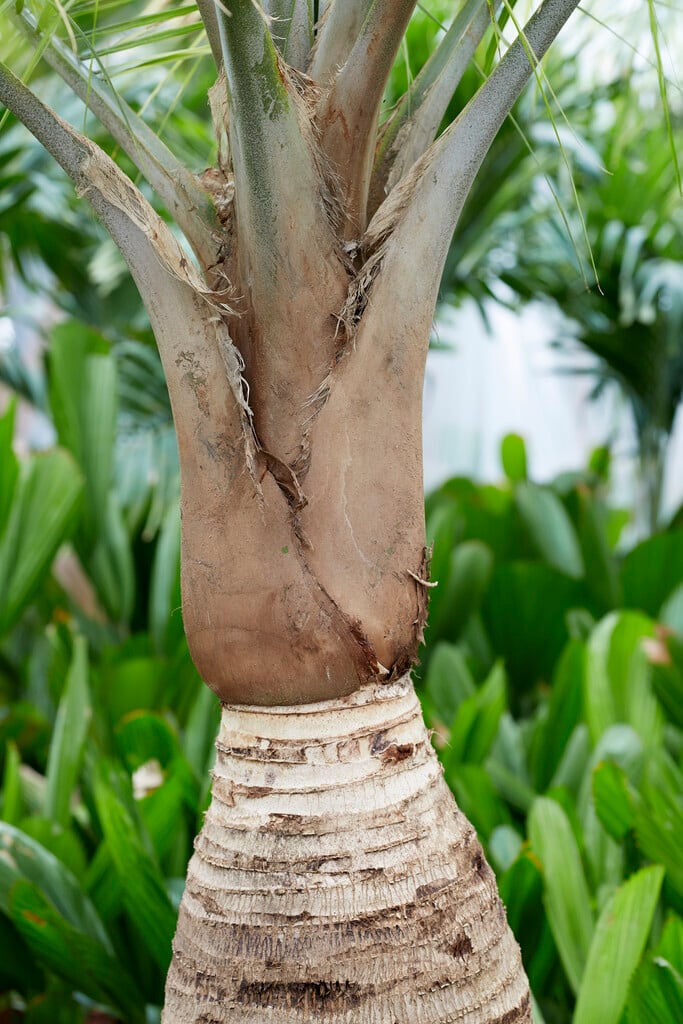 <i>Ravenea</i> <i>rivularis</i>