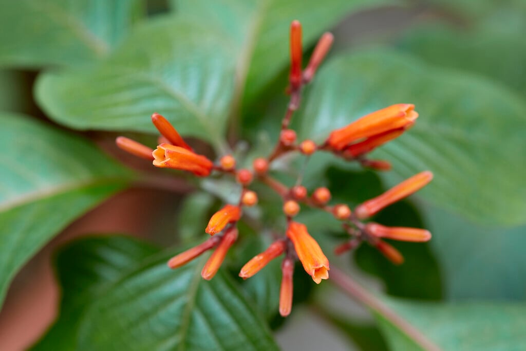 firebush