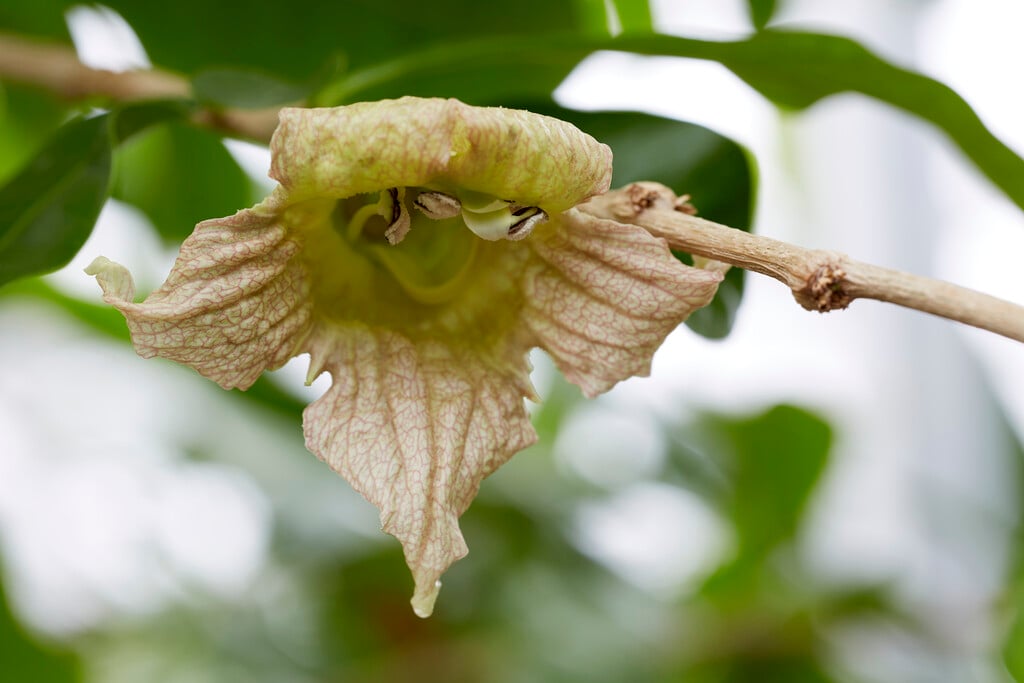 calabash tree