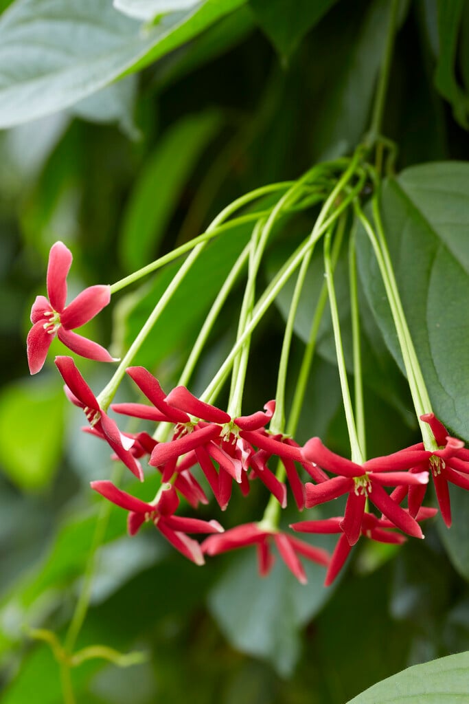 Rangoon creeper