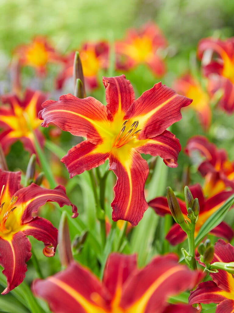 daylily 'Autumn Red'