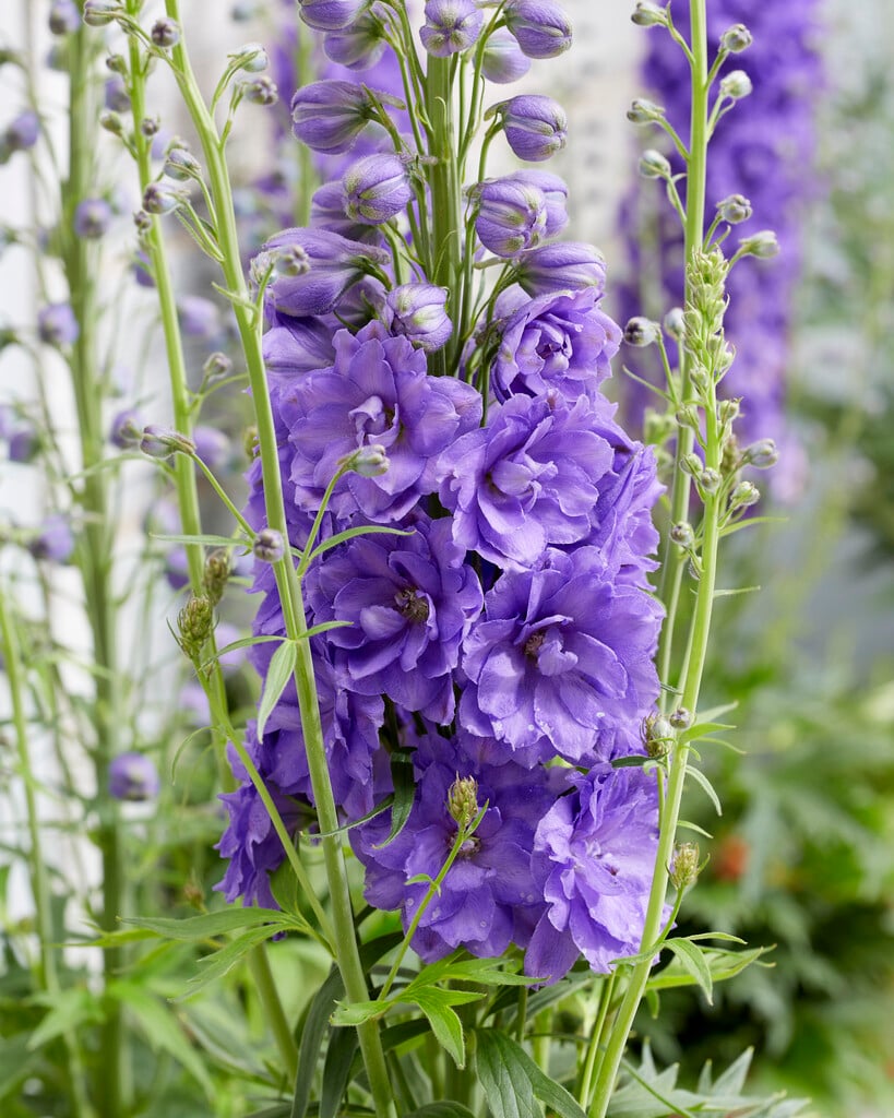 delphinium 'Mighty Atom'