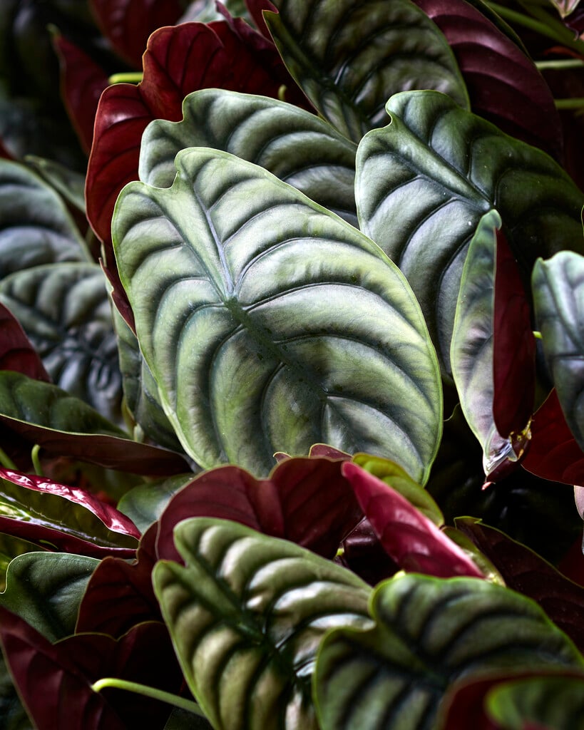 copper alocasia