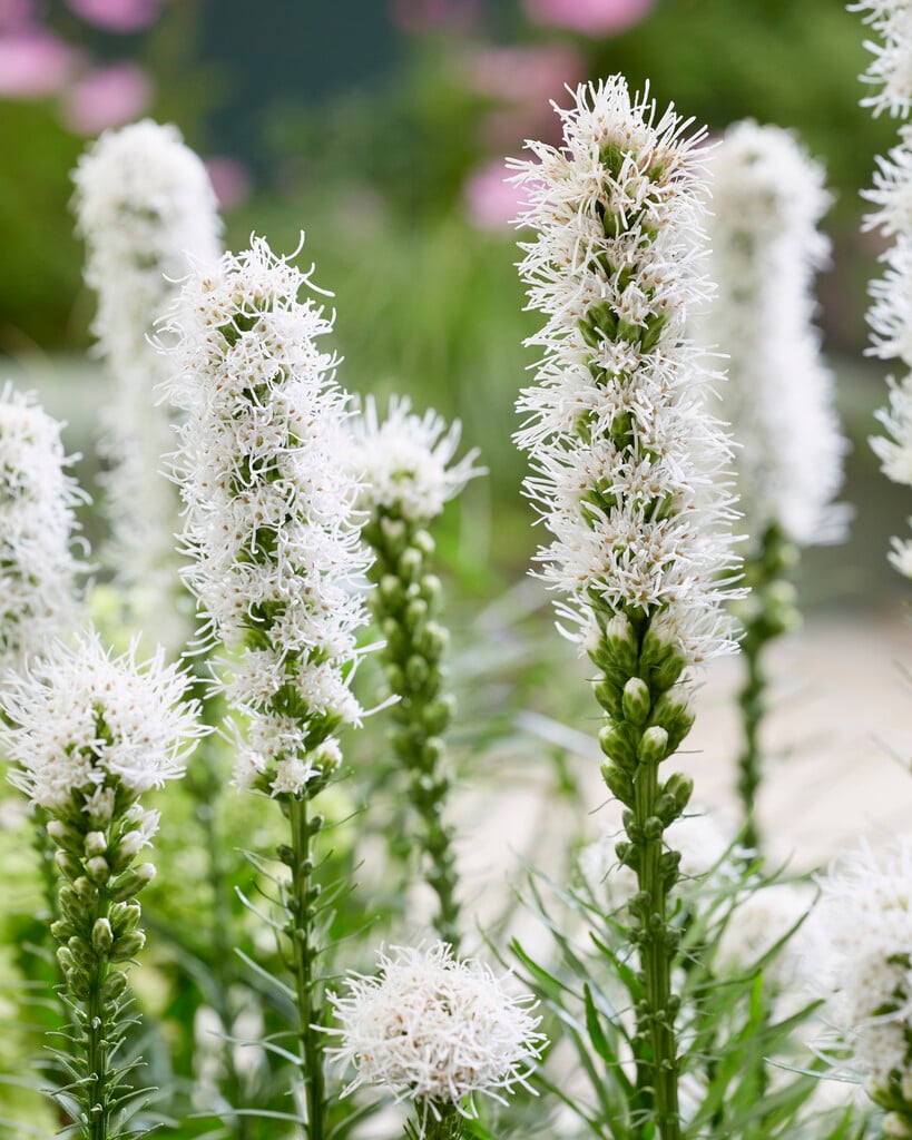 Liatris, Gayfeather - White (Liatris spicata ‘Alba’)