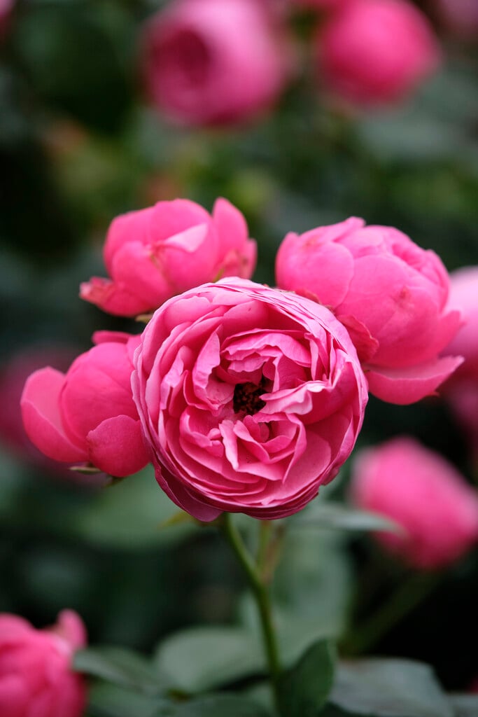 rose [Pomponella]