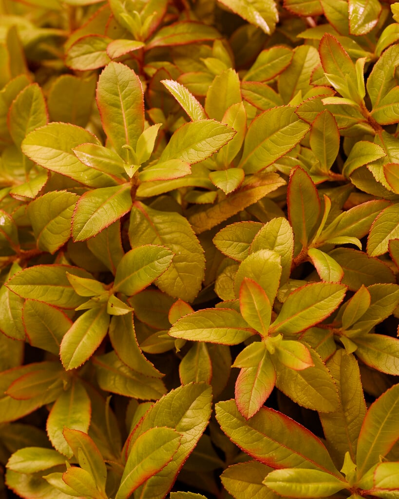 escallonia [Glowing Embers]