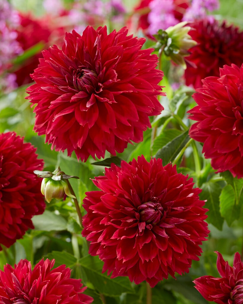 <i>Dahlia</i> 'Red Fubuki' (D)