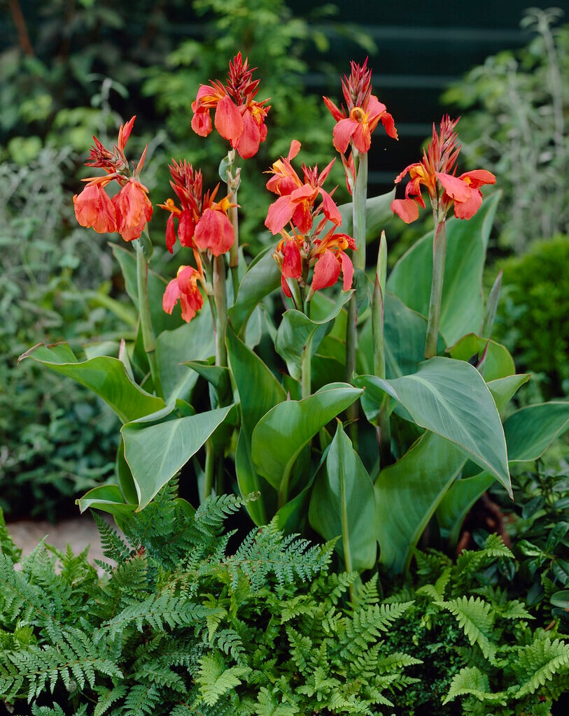 canna 'City of Portland'