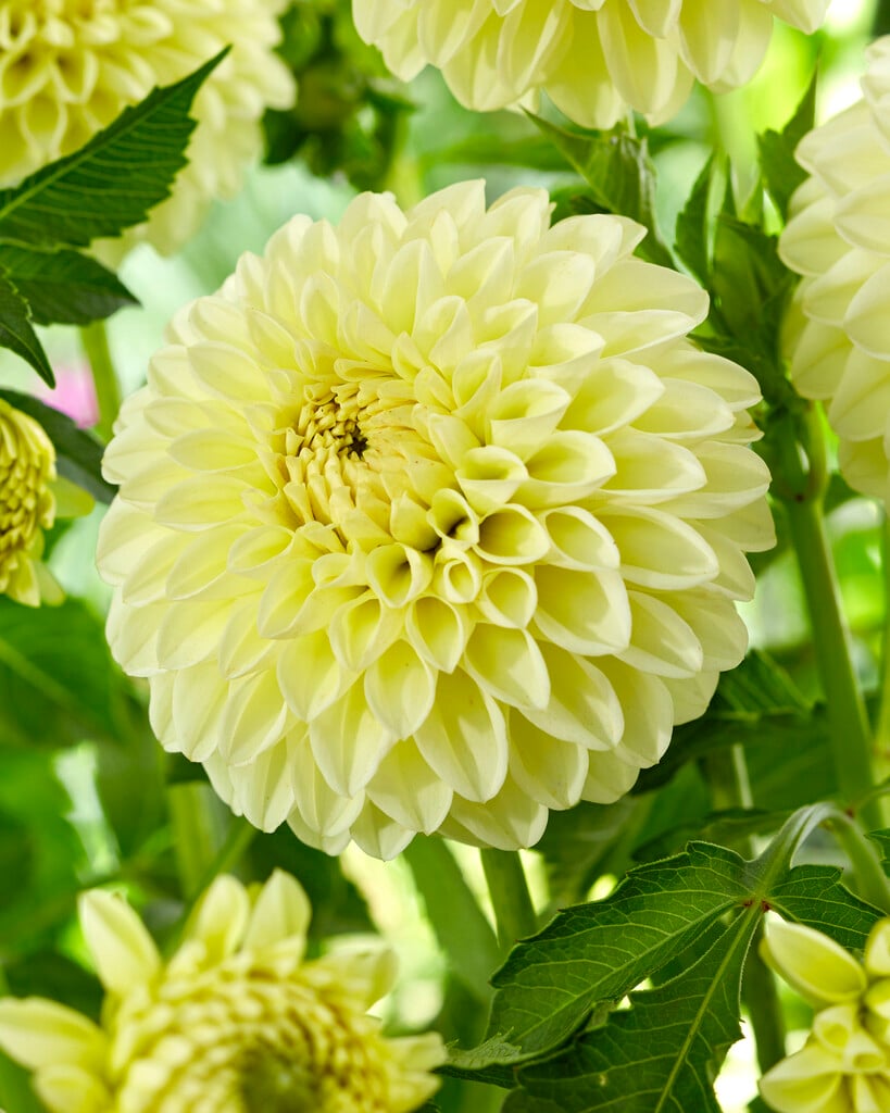 dahlia 'Boom Boom Yellow'
