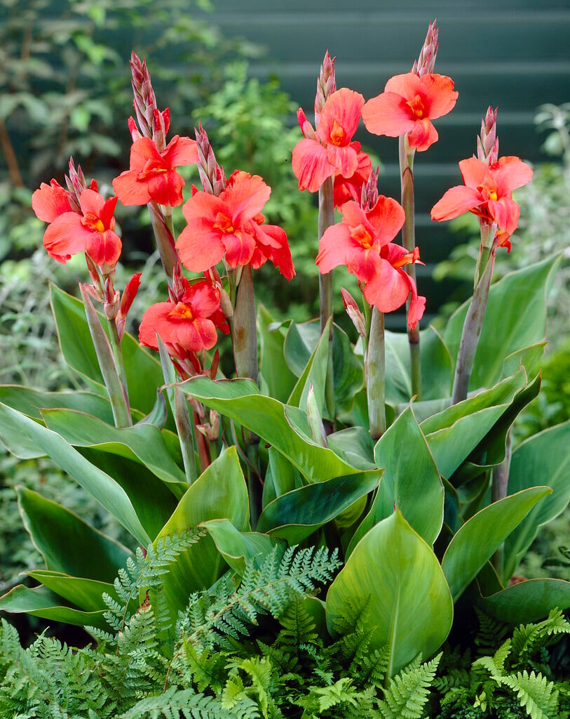 canna 'Mrs Oklahoma'