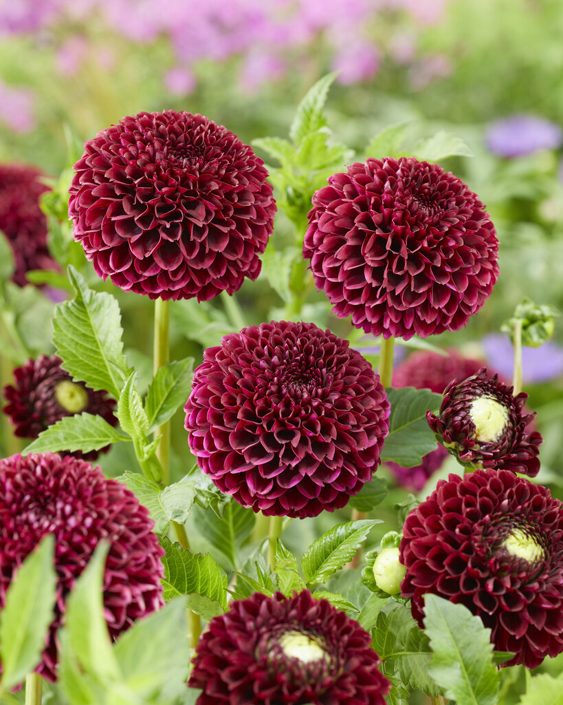 dahlia 'Jowey Mirella'