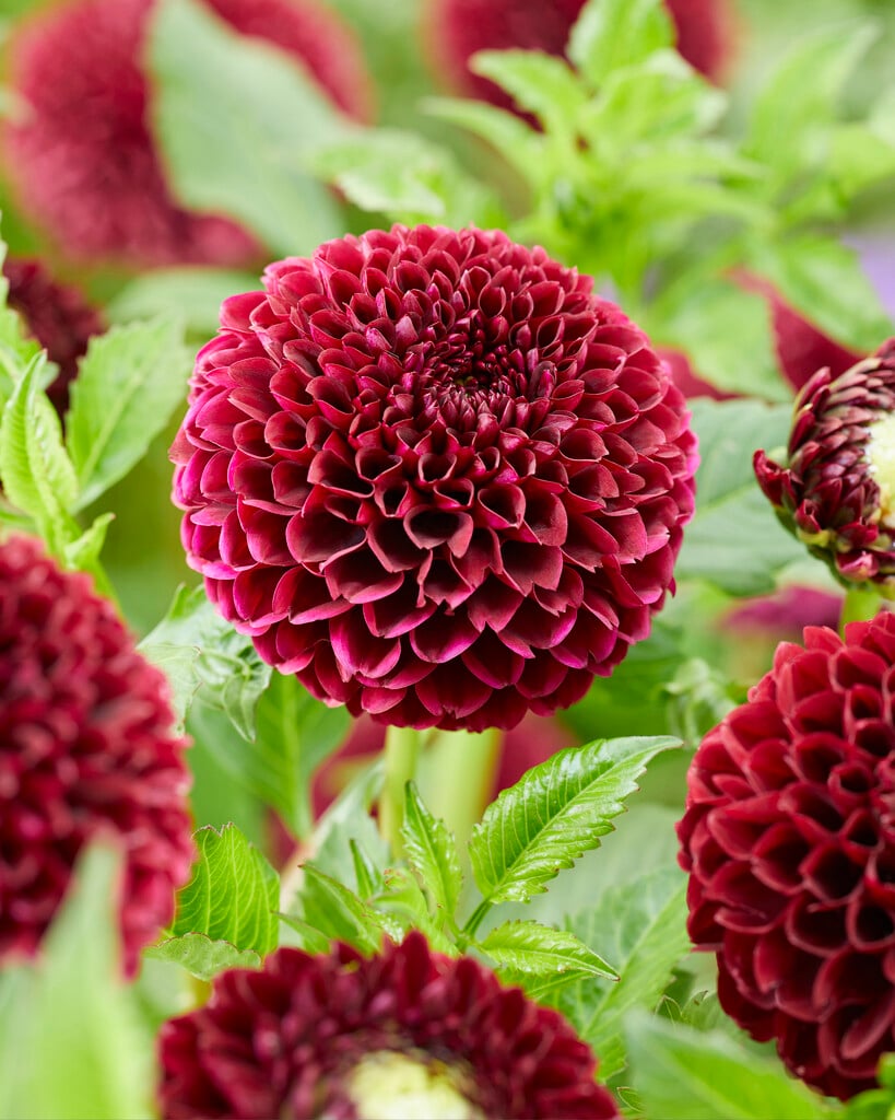 dahlia 'Jowey Mirella'