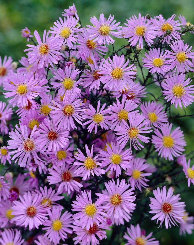 aster 'Calliope'