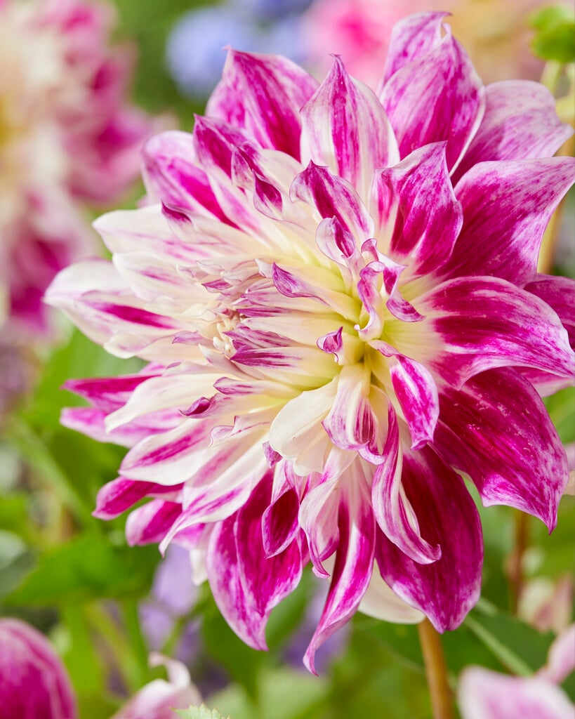 dahlia 'Bristol Stripe'
