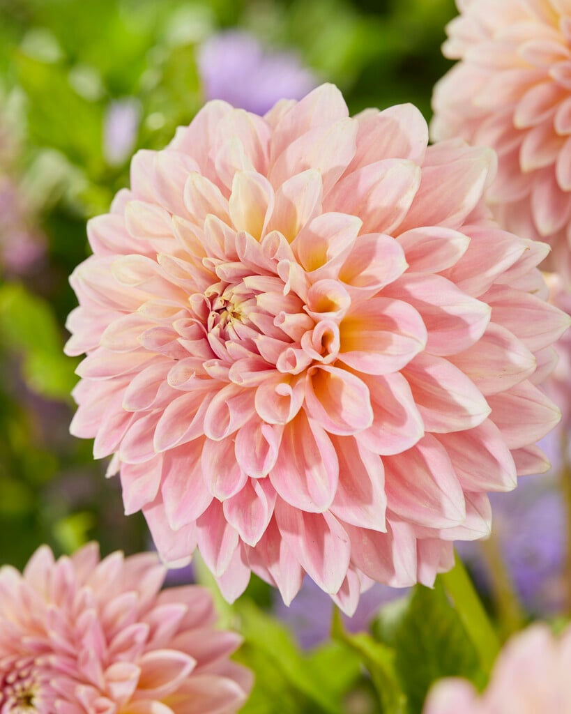 dahlia 'Castle Drive