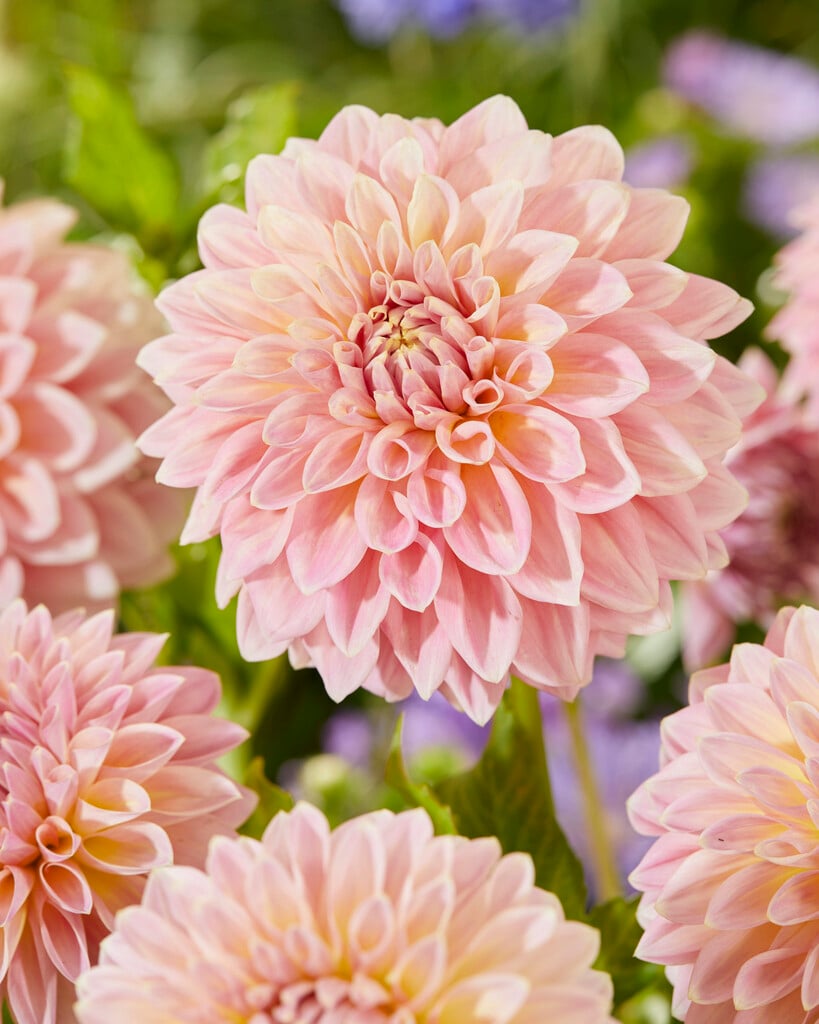 Dahlia &Castle Drive& (D) | Bedding/RHS Gardening