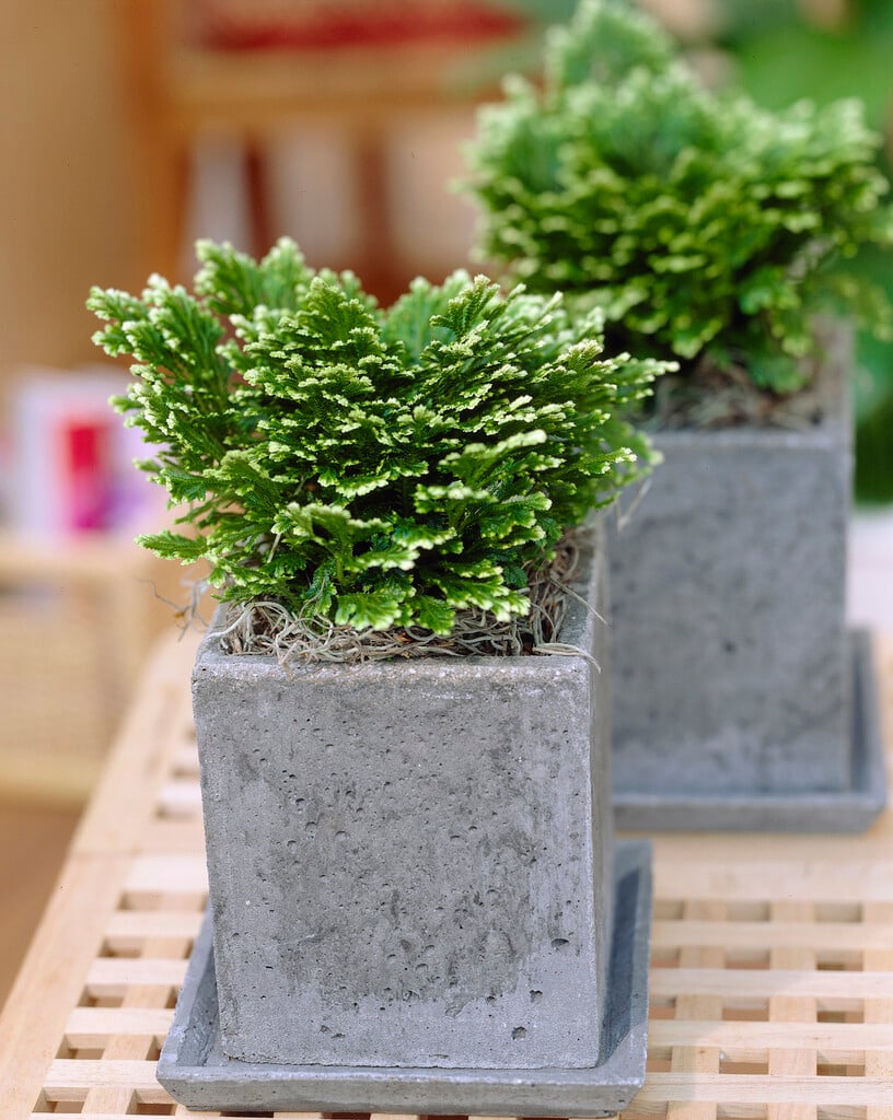 <i>Selaginella</i> <i>martensii</i> 'Jori' (v)