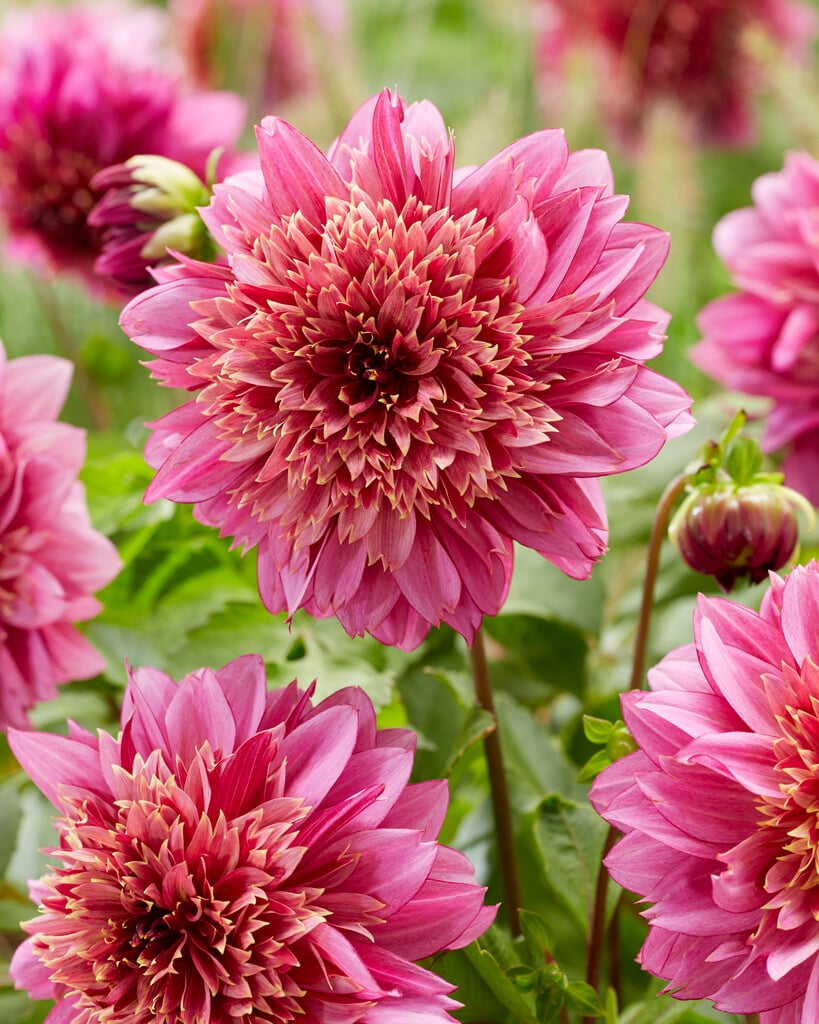 dahlia 'Mambo'