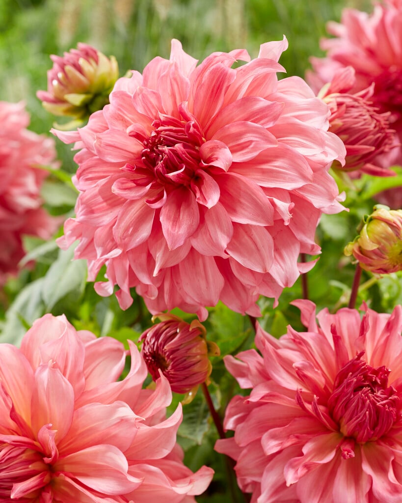 dahlia 'Islander'