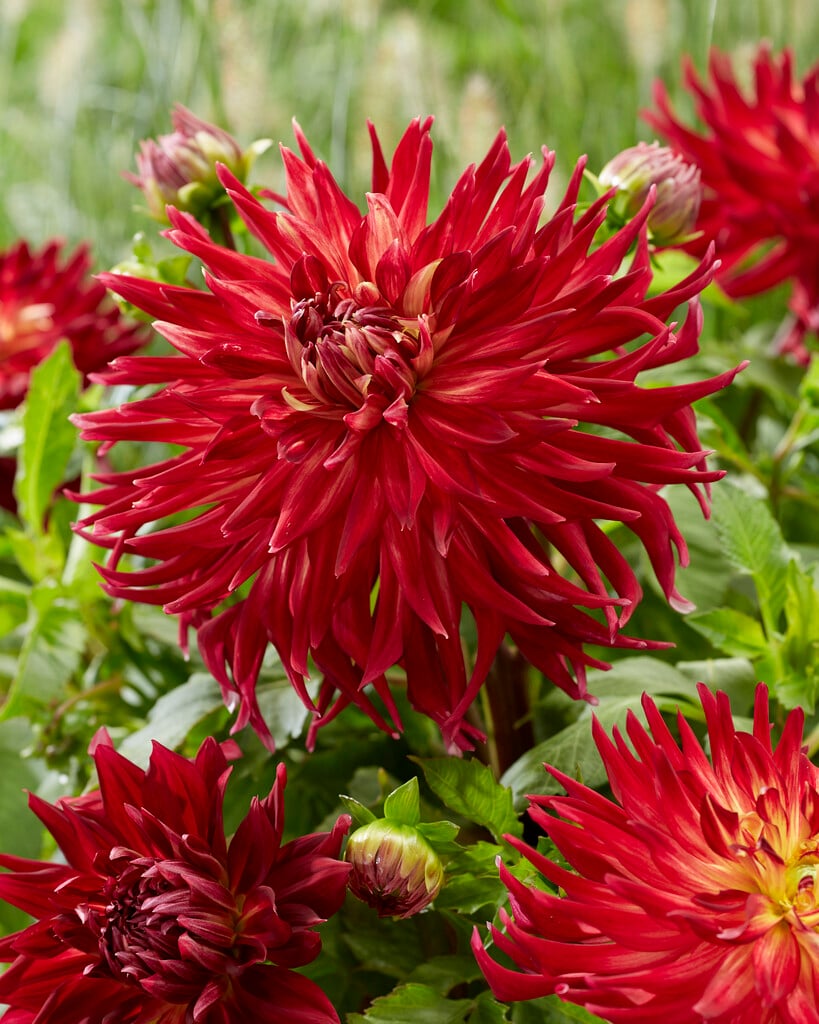 <i>Dahlia</i> 'Manhattan Island' (D)